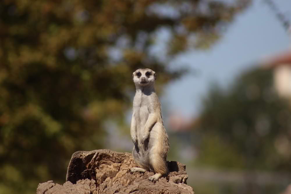 Eskişehir Büyükşehir Belediyesi Hayvanat Bahçesi