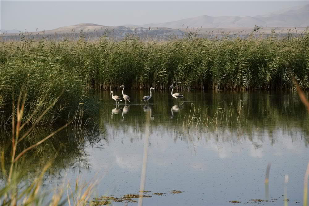 Balıkdamı Kuş Cenneti ve Yaban Hayatı Geliştirme Sahası